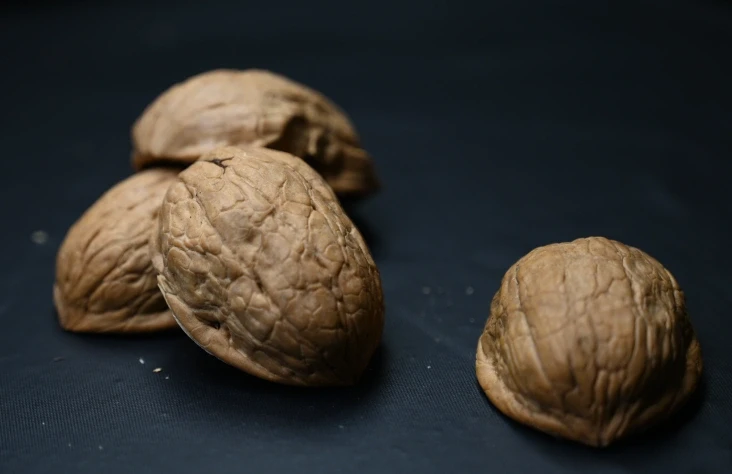 Walnut Shell